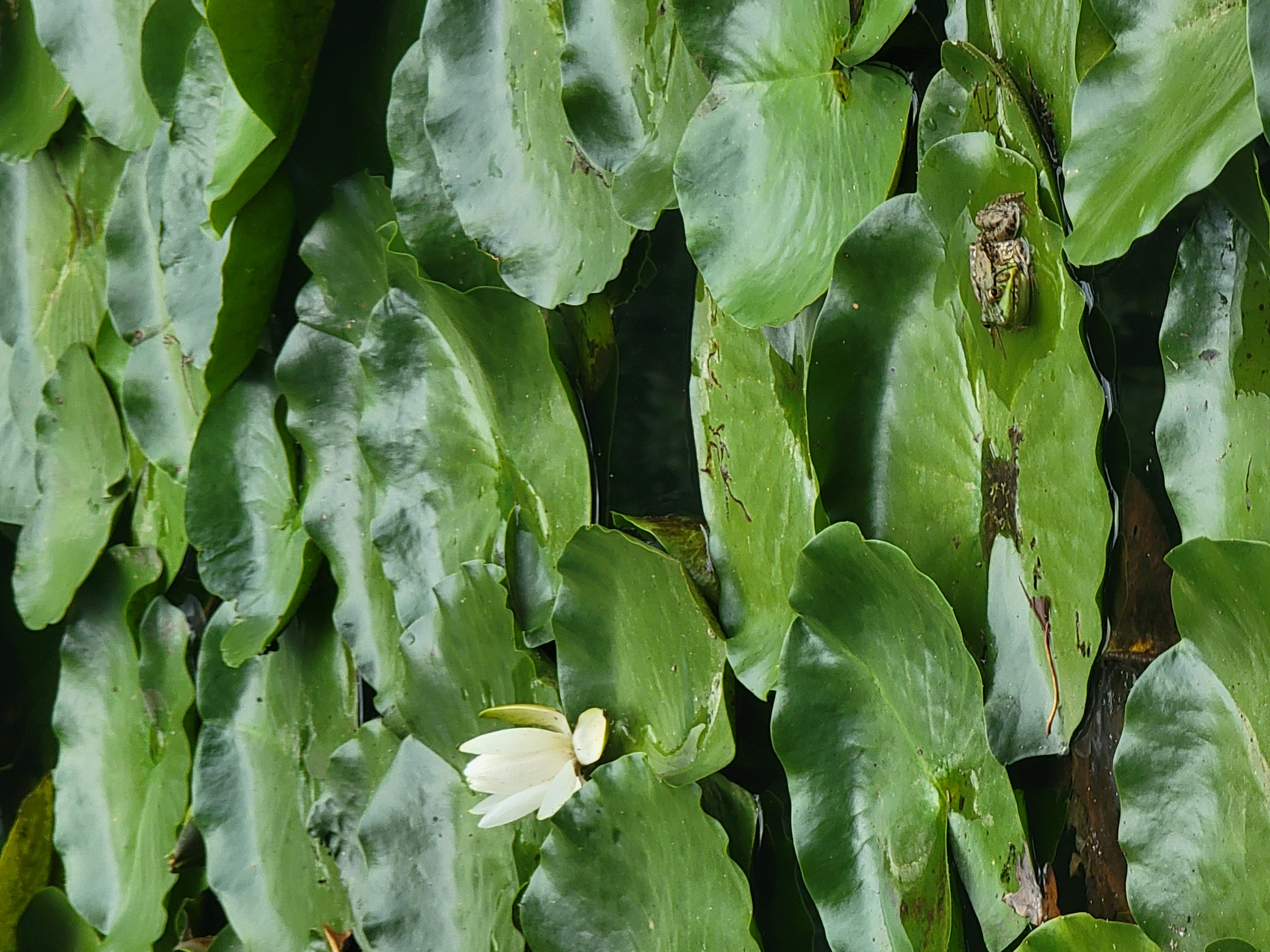 Lily pad with frog