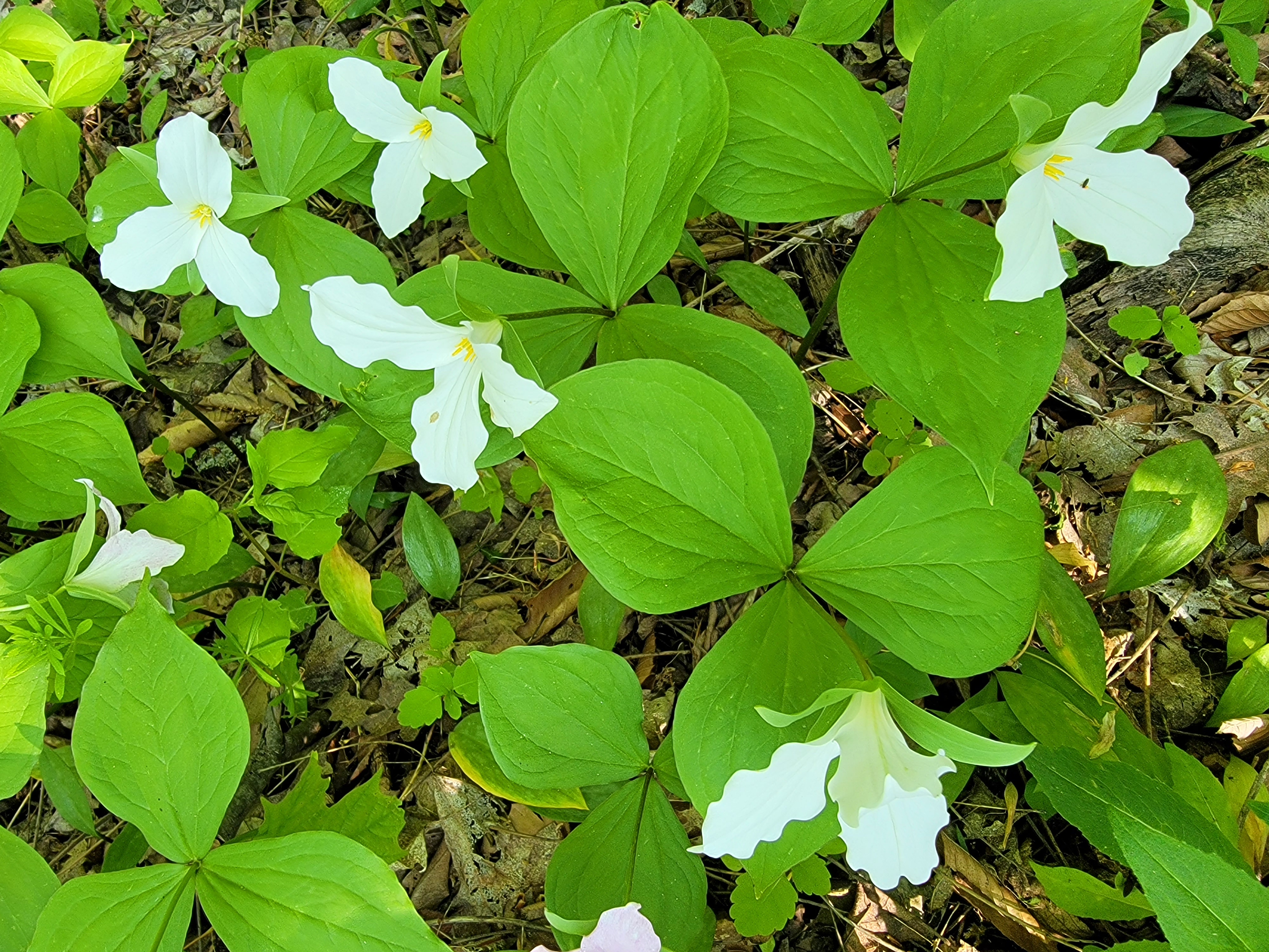 Trillium bunch